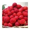 20-30cm Framberry' Strawberry Plants | Pack of 5 Bare Roots -Bare Root Sales Shop TR0332 main image 03e1