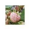 20-30cm 'Pineberry' Strawberry Plants | Pack of 5 Bare Roots