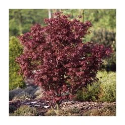 Acer palmatum 'Bloodgood' | Japanese Maple Tree -Bare Root Sales Shop TR037918L add image 1 9d4f