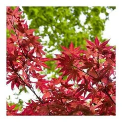 Acer palmatum 'Bloodgood' | Japanese Maple Tree -Bare Root Sales Shop TR037918L add image 3 fbdc