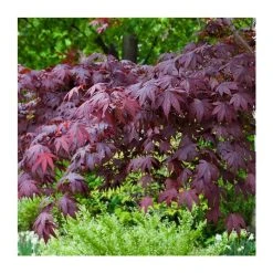 Acer palmatum 'Bloodgood' | Japanese Maple Tree -Bare Root Sales Shop TR037918L add image 4 da1f