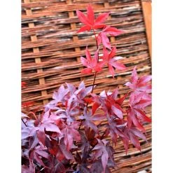 Acer palmatum 'Bloodgood' | Japanese Maple Tree -Bare Root Sales Shop TR037918L add image 6 e733