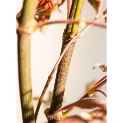 Acer palmatum 'Bloodgood' | Japanese Maple Tree -Bare Root Sales Shop TR037918L add image 8 1024