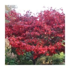 Acer palmatum 'Bloodgood' | Japanese Maple Tree