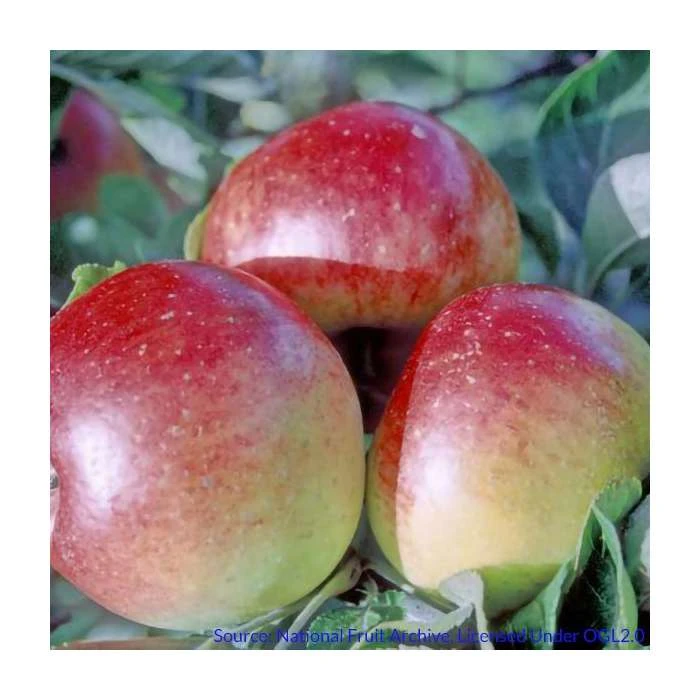 4-5ft Malus 'Chivers Delight' | Apple Tree 4 4-5ft Malus 'Chivers Delight' | Apple Tree - Image 2