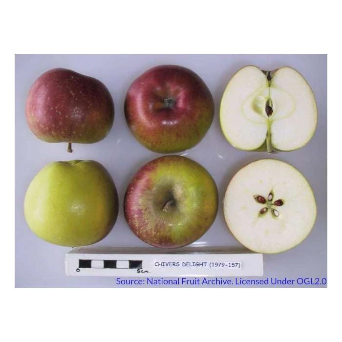 4-5ft Malus 'Chivers Delight' | Apple Tree 5 4-5ft Malus 'Chivers Delight' | Apple Tree - Image 3