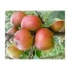 4-5ft Malus 'Chivers Delight' | Apple Tree -Bare Root Sales Shop TR0406 main image d62f