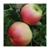 4-5ft Malus 'Monarch' | Apple Tree -Bare Root Sales Shop TR0411 main image 116e