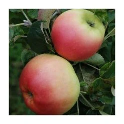 4-5ft Malus 'Monarch' | Apple Tree