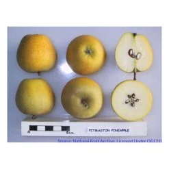 4-5ft Malus 'Pitmaston Pine Apple' | Apple Tree -Bare Root Sales Shop TR0413 add image 1 5177