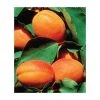 4-5ft 'Alfred' Apricot Tree | SJA Semi Vigorous Rootstock | Bare Root 1 4-5ft 'Alfred' Apricot Tree | SJA Semi Vigorous Rootstock | Bare Root -Bare Root Sales Shop TR0420 main image 4596