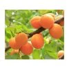 4-5ft 'Golden Glow' Apricot Tree | SJA Semi Vigorous Rootstock | Bare Root -Bare Root Sales Shop TR0422 main image 3836