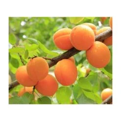 4-5ft 'Golden Glow' Apricot Tree | SJA Semi Vigorous Rootstock | Bare Root