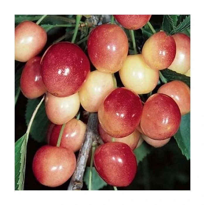 4-5ft 'Merton Glory' Cherry Tree | Colt Semi Vigorous Rootstock | Bare Root 3 4-5ft 'Merton Glory' Cherry Tree | Colt Semi Vigorous Rootstock | Bare Root