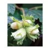4-5ft 'Cosford Cob' Cobnut Bush | Bare Root -Bare Root Sales Shop TR0429 main image 31d7
