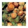 4-5ft 'Webb's Prize Cob' Cobnut Bush | Bare Root -Bare Root Sales Shop TR0430 main image 1060