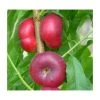4-5ft 'Flat' Nectarine Tree | SJA Semi Vigorous Rootstock | Bare Root -Bare Root Sales Shop TR0437 main image 3228