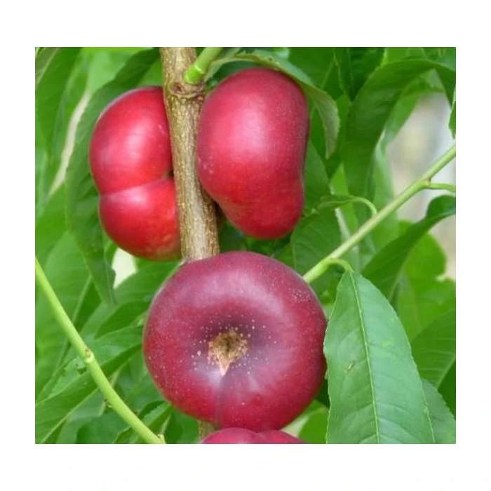 4-5ft 'Flat' Nectarine Tree | SJA Semi Vigorous Rootstock | Bare Root 3 4-5ft 'Flat' Nectarine Tree | SJA Semi Vigorous Rootstock | Bare Root