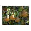 4-5ft 'Louise Bonne de Jersey' Pear Tree | Quince A Semi Dwarfing Rootstock | Bare Root