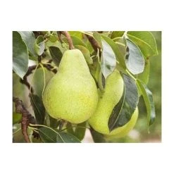4-5ft 'Packhams Triumph' Pear Tree | Quince A Semi Dwarfing Rootstock | Bare Root