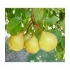 4-5ft 'Petite Poire' Pear Tree | Quince A Semi Dwarfing Rootstock | Bare Root -Bare Root Sales Shop TR0445 main image d4ae