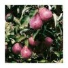 4-5ft 'Red Williams' Pear Tree | Quince A Semi Dwarfing Rootstock | Bare Root -Bare Root Sales Shop TR0446 main image 3f06