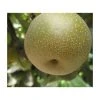 4-5ft 'Kumoi' Nashi Pear Tree | Pear Seedling Vigorous Rootstock | Bare Root -Bare Root Sales Shop TR0447 main image 189b