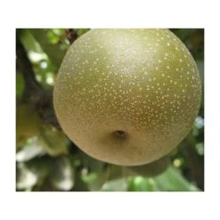 4-5ft 'Kumoi' Nashi Pear Tree | Pear Seedling Vigorous Rootstock | Bare Root