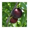 4-5ft 'Beauty' Plum Tree | SJA Semi Vigorous Rootstock | Bare Root -Bare Root Sales Shop TR0449 main image 4109
