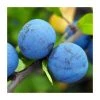 4-5ft 'Blue Tit' Plum Tree | SJA Semi Vigorous Rootstock | Bare Root -Bare Root Sales Shop TR0450 main image 52d6
