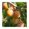 4-5ft 'Burbank Tangerine' Plum Tree | SJA Semi Vigorous Rootstock | Bare Root -Bare Root Sales Shop TR0451 main image f730