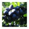 4-5ft 'Rivers' Early Prolific' Plum Tree | SJA Semi Vigorous Rootstock | Bare Root -Bare Root Sales Shop TR0455 main image 75da
