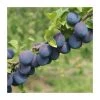 4-5ft 'Seneca' Plum Tree | SJA Semi Vigorous Rootstock | Bare Root 2 4-5ft 'Seneca' Plum Tree | SJA Semi Vigorous Rootstock | Bare Root -Bare Root Sales Shop TR0456 main image c633