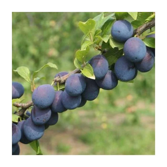 4-5ft 'Seneca' Plum Tree | SJA Semi Vigorous Rootstock | Bare Root 3 4-5ft 'Seneca' Plum Tree | SJA Semi Vigorous Rootstock | Bare Root