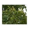 4-5ft 'Franquette' Walnut Tree | Walnut Seedling Rootstock |Bare Root 1 4-5ft 'Franquette' Walnut Tree | Walnut Seedling Rootstock |Bare Root -Bare Root Sales Shop TR0463 main image e05b