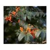 Sorbus 'Apricot Queen' | Rowan Tree | Bare Root | 120-150cm 1 Sorbus 'Apricot Queen' | Rowan Tree | Bare Root | 120-150cm -Bare Root Sales Shop TR0500 main image adbe