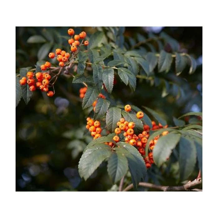 Sorbus 'Apricot Queen' | Rowan Tree | Bare Root | 120-150cm 3 Sorbus 'Apricot Queen' | Rowan Tree | Bare Root | 120-150cm
