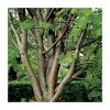 Sorbus aucuparia 'Beissneri' | Rowan Tree | Bare Root | 120-150cm 1 Sorbus aucuparia 'Beissneri' | Rowan Tree | Bare Root | 120-150cm -Bare Root Sales Shop TR0501 main image d42f