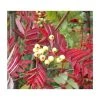 Sorbus discolor | Rowan Tree -Bare Root Sales Shop TR0504 main image a2f7