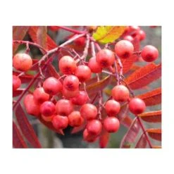 Sorbus 'Eastern Promise' | Rowan Tree