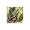 20-30cm 5 x Asparagus Gijnlim Bare Root 2 20-30cm 5 x Asparagus Gijnlim Bare Root -Bare Root Sales Shop TR0590 main image fb7b