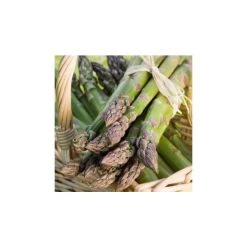 20-30cm 5 x Asparagus Gijnlim Bare Root
