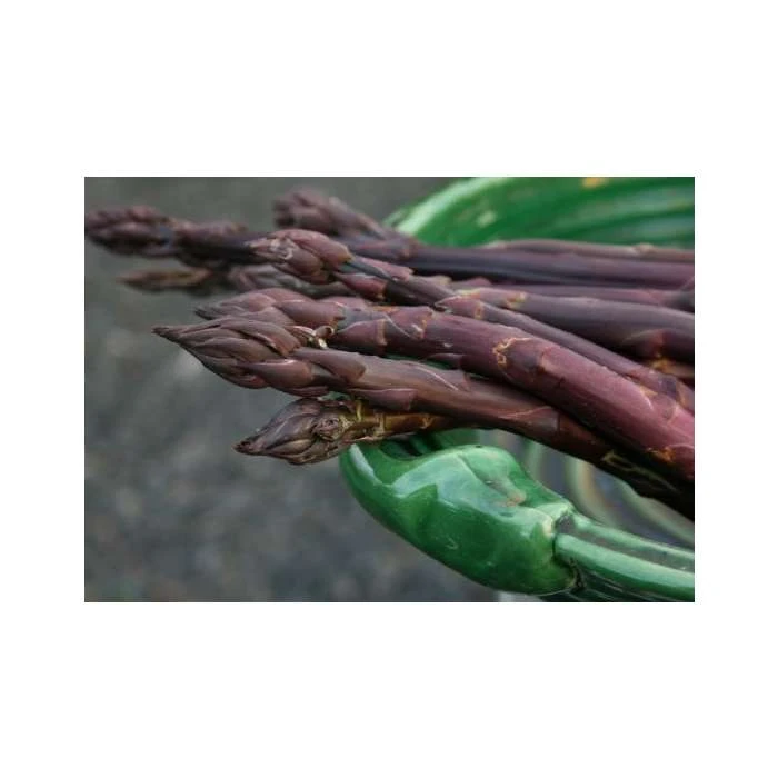 20-30cm 5 x Asparagus Pacific Purple Bare Root 3 20-30cm 5 x Asparagus Pacific Purple Bare Root