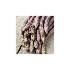 20-30cm 5 x Asparagus Stewarts Purple Bare Root
