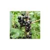 20-30cm Ben Sarek' Blackcurrant Bush | Bare Root -Bare Root Sales Shop TR0597 main image c8b1