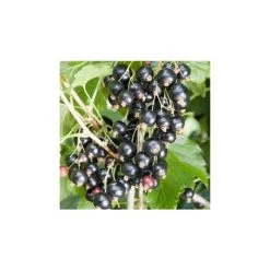 20-30cm Ben Tirran' Blackcurrant Bush | Bare Root
