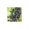 20-30cm Ebony' Blackcurrant Bush | Bare Root -Bare Root Sales Shop TR0599 main image a6d0