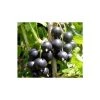 20-30cm Big Ben' Blackcurrant Bush | Bare Root -Bare Root Sales Shop TR0600 main image 585f