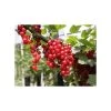 20-30cm Junifer' Redcurrant Bush | Bare Root 1 20-30cm Junifer' Redcurrant Bush | Bare Root -Bare Root Sales Shop TR0601 main image 2293