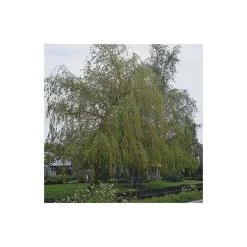 Salix x sepulcralis 'Chrysocoma' | Willow Tree -Bare Root Sales Shop TR06259L add image 1 a0c0